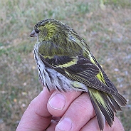 Eurasian Siskin